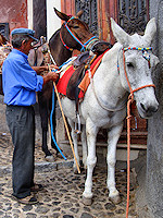 Donkey trains climb up and down the stairs from the port to Fira with no regard to the safety of pedestrians.