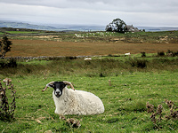 An unamused ram