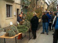 Trees available to farm your own truffles.