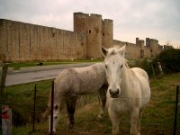 The Camargue is famous for its white horses.