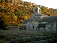 L'Abbaye de Sénanque amid rows of shrubs.