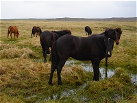 Iceland keeps the lineage of its horses pure by prohibitting the importation of foreign horses.  Any Icelandic horses that leave the island are not permitted to return.