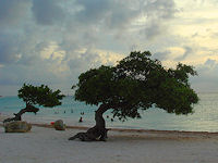 Divi Divi trees provide some  welcomed shade from the Aruba sun.