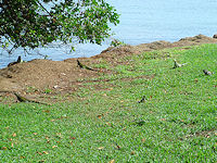 Queen Wilhelmina park is one of the best places to see iguana.