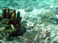 Several types of coral can be found on the reefs around Aruba.