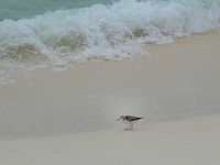 Aruba is visited by more than 100 species of land and sea birds.