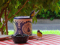 The bananaquit or chibichibi is the most common bird in Aruba.