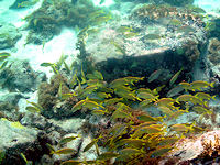 Snuba involves snorkeling with a hose from a floating air tank.