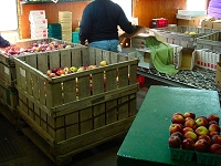 Apple picking time.