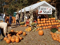 Picking the right pumpkin.