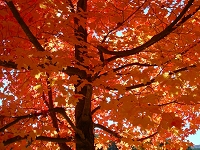 Fall foliage