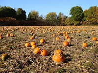 Pumpkin patch.