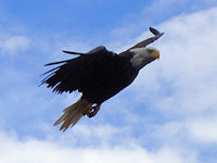 Bald eagles patrol the coast