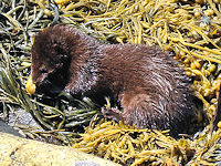 A mink dining on shellfish