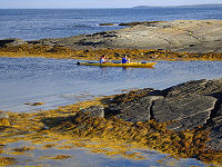 Kayakers