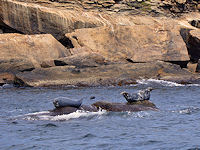 Sea lions longing in the sun