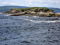 Heads popping out of the sea