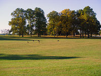 Deer graze at Valley Forge.