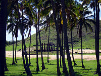 Trees at Anakena Beach.