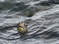 Sea turtles use the two beaches on Easter Island to lay eggs.