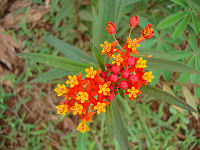 Easter Island flowers.