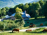 Cows over Bourg St. Maurice